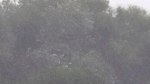 Así fue el heroico rescate de los perros que cayeron en gigantesco socavón en Puebla