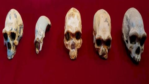 Vista de un cráneo del Hombre de Peking Man; uno de Maba; de Jinniusha, de Dali y de Harbin, expuestos con motivo del estudio comparativo llevado a cabo por un equipo multidisciplinar chino. El cráneo de Harbin, uno de los fósiles humanos mejor conservados del mundo que acaba de ser estudiado, es de la especie Homo longi u "Hombre Dragón", un nuevo linaje humano que, según estos científicos, puede ser nuestro pariente más cercano. Otra vuelta de tuerca en la compleja evolución humana.