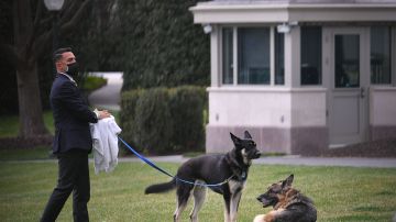 Champ (derecha) era junto a Major uno de los perros de la familia Biden.