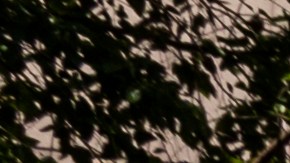 Hermano George Floyd