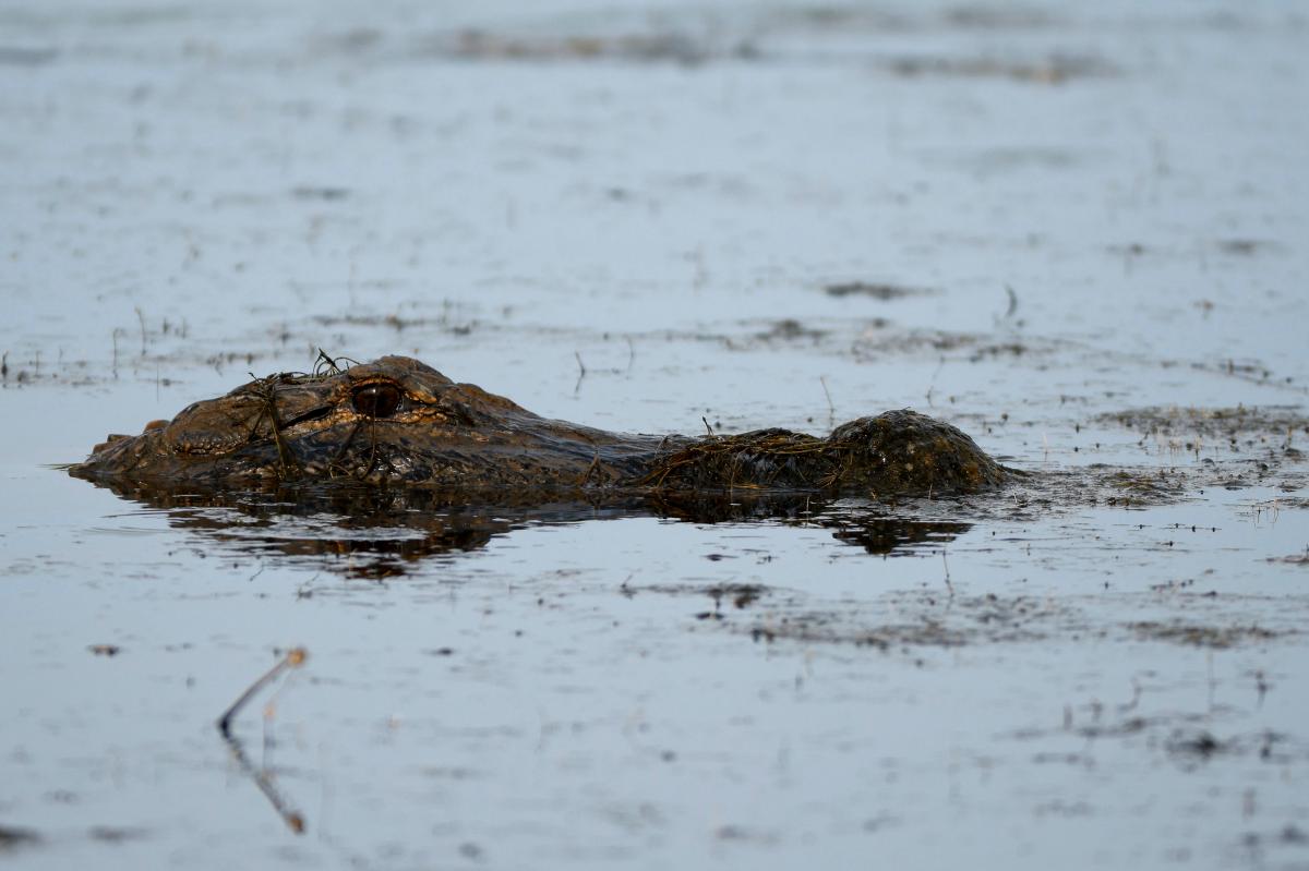 Graban ataque mortal de cocodrilo a mujer que lavaba ropa en laguna de  México - El Diario NY