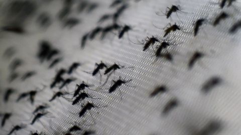 Dengue