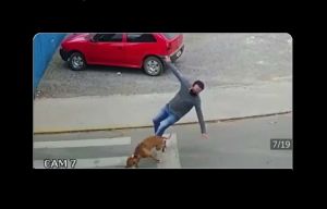 VIDEO: Perro "atropella" a un hombre que intentó cruzar la calle