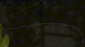 Maluma y Kim Kardashian juntos.