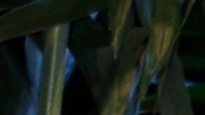 Ex de Adamari López, Toni Costa, sigue y le da like a strippers hombres, asegura Chisme No Like.