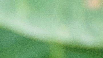 Robo mangos más caros del mundo