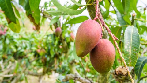 Robo mangos más caros del mundo
