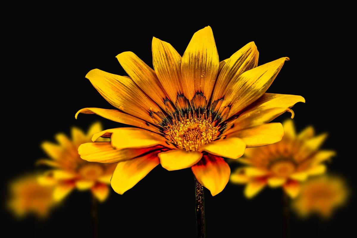 Flores amarillas: descubre el significado que existe detrás de ellas - El  Diario NY