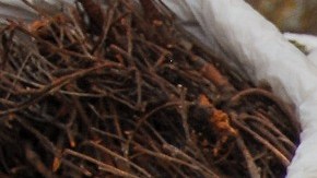 Hierbas medicinales para artritis
