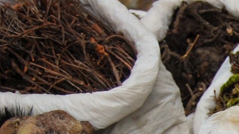 Hierbas medicinales para artritis