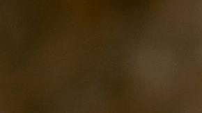 Mordida en la cabeza caimán