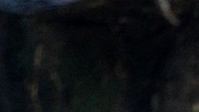 Viral pelea adolescente y oso