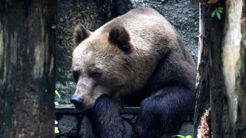 Viral pelea adolescente y oso