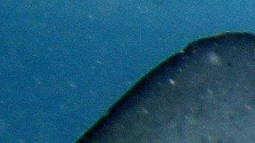 Viral mantarraya que se ríe