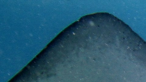 Viral mantarraya que se ríe