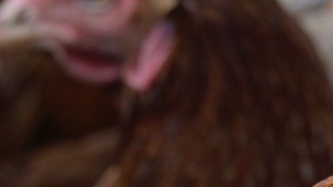 aves de corral