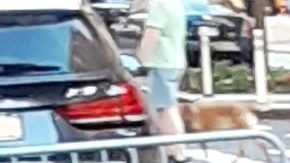 Competencia por el asfalto en NYC.