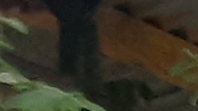 NYPD es el cuerpo policial más grande de EE.UU.