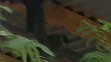 NYPD es el cuerpo policial más grande de EE.UU.