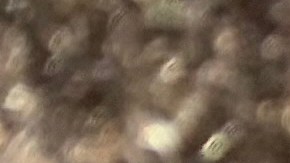 Exigen frenar traslados de desamparados de hoteles a albergues y poner fin a crisis de neoyorquinos sin hogar