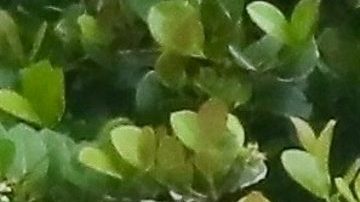 Chiquis Rivera confunde a sus fans al usar un bodysuit muy pequeño por la parte de adelante.