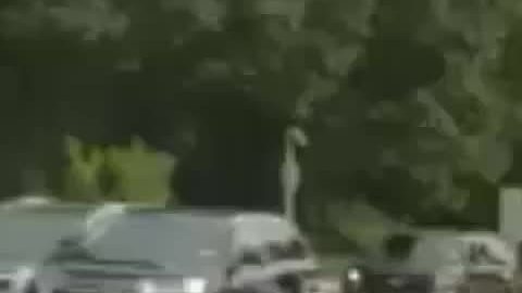 El ataque casi mortal en Bronx River Parkway, 2018.