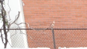 La policía capturó a un ladrón que se hizo viral.