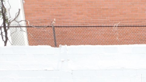 La policía capturó a un ladrón que se hizo viral.