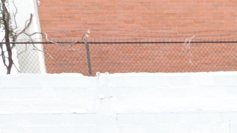 La policía capturó a un ladrón que se hizo viral.