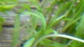 La fibra tiene la importante función de regular los azúcares, controlar el hambre, es saciante y con ello promueve la sana pérdida de peso. Además de proteger la salud cardiovascular.