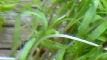 La fibra tiene la importante función de regular los azúcares, controlar el hambre, es saciante y con ello promueve la sana pérdida de peso. Además de proteger la salud cardiovascular.