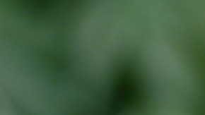 aze fue lanzado en 2016 y actualmente se enfoca más en la entrega de marihuana.
