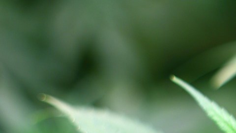 aze fue lanzado en 2016 y actualmente se enfoca más en la entrega de marihuana.