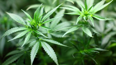 aze fue lanzado en 2016 y actualmente se enfoca más en la entrega de marihuana.