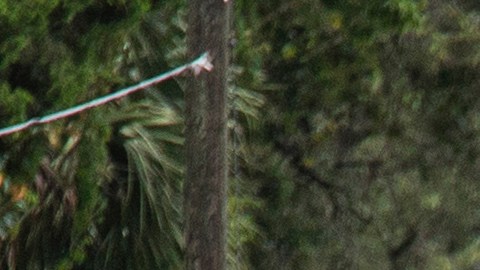 STEINHATCHEE, FL - JULY 07: A dog stands in the middle of 1st Avenue after Tropical Storm Elsa made landfall nearby on July 7, 2021 in Steinhatchee, Florida. Storm warnings remain in effect for parts of Florida's west coast after Elsa made landfall on Wednesday morning. After hitting Cuba on Monday, causing flooding and mudslides, Elsa is expected to bring strong winds and rain as it heads north in the coming days.  (Photo by Mark Wallheiser/Getty Images)