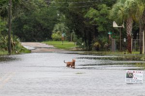 Por qué los científicos anticipan más huracanes en el Atlántico este año