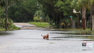 STEINHATCHEE, FL - JULY 07: A dog stands in the middle of 1st Avenue after Tropical Storm Elsa made landfall nearby on July 7, 2021 in Steinhatchee, Florida. Storm warnings remain in effect for parts of Florida's west coast after Elsa made landfall on Wednesday morning. After hitting Cuba on Monday, causing flooding and mudslides, Elsa is expected to bring strong winds and rain as it heads north in the coming days.  (Photo by Mark Wallheiser/Getty Images)