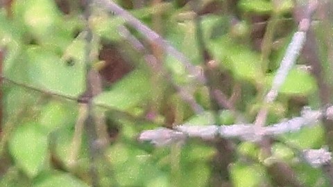 Caiman Florida