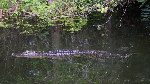 Caiman Florida