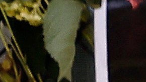 El monumento que tiene fotos de algunos de los desaparecidos del condominio Champlain Towers South.