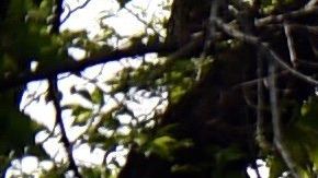 Lago artificial para remar en Central Park, NYC.