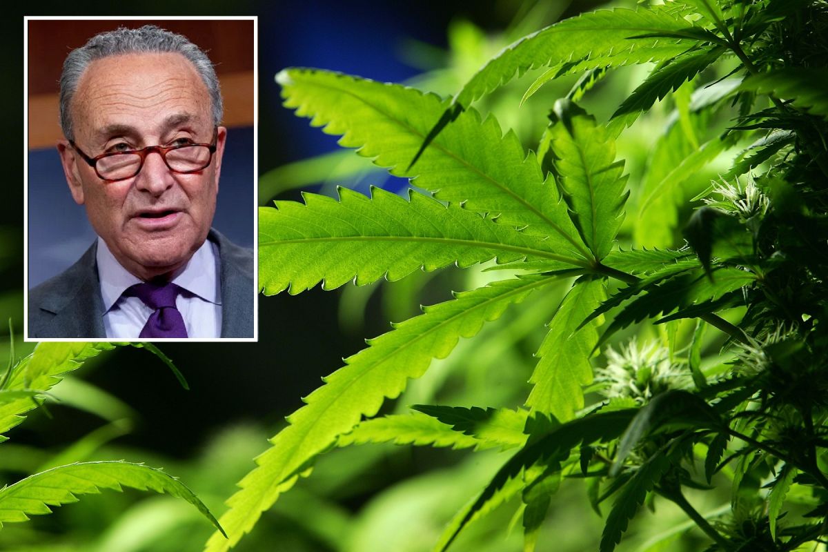 El líder de la mayoría del Senado, Chuck Schumer, patrocina ley sobre la marihuana.