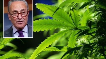 El líder de la mayoría del Senado, Chuck Schumer, patrocina ley sobre la marihuana.