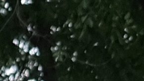 Fans defienden a Justin Bieber. Aseguran que no le gritó a Hailey Baldwin tal como se ve en un video