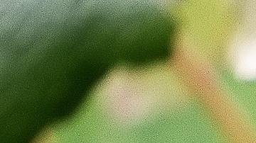 Viñedos Estados Unidos