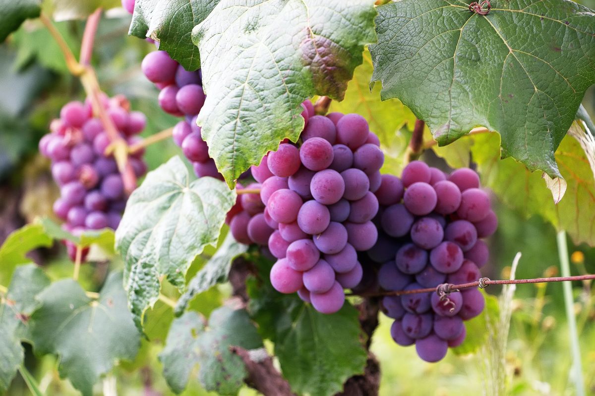 Missouri River Valley ofrece pintorescos viñedos locales, 4 bodegas enfocadas en la producción de vino nacional, alojamiento y delicias gastronómicas locales.