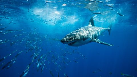 Piloto de drone ayuda a buzo que estaba siendo atacado por un tiburón