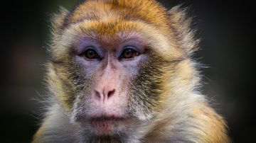 Virus del mono B: Un hombre murió en China por esta extraña enfermedad, ¿hay que preocuparse?