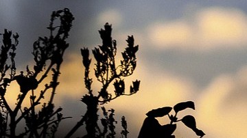 Un anciano murió al intentar rescatar a un gato.