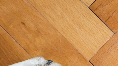 comida perros